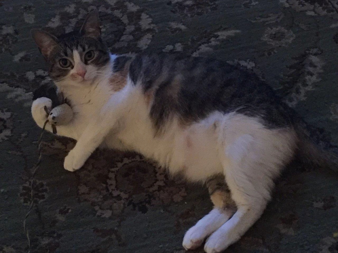 Mochi - original photo