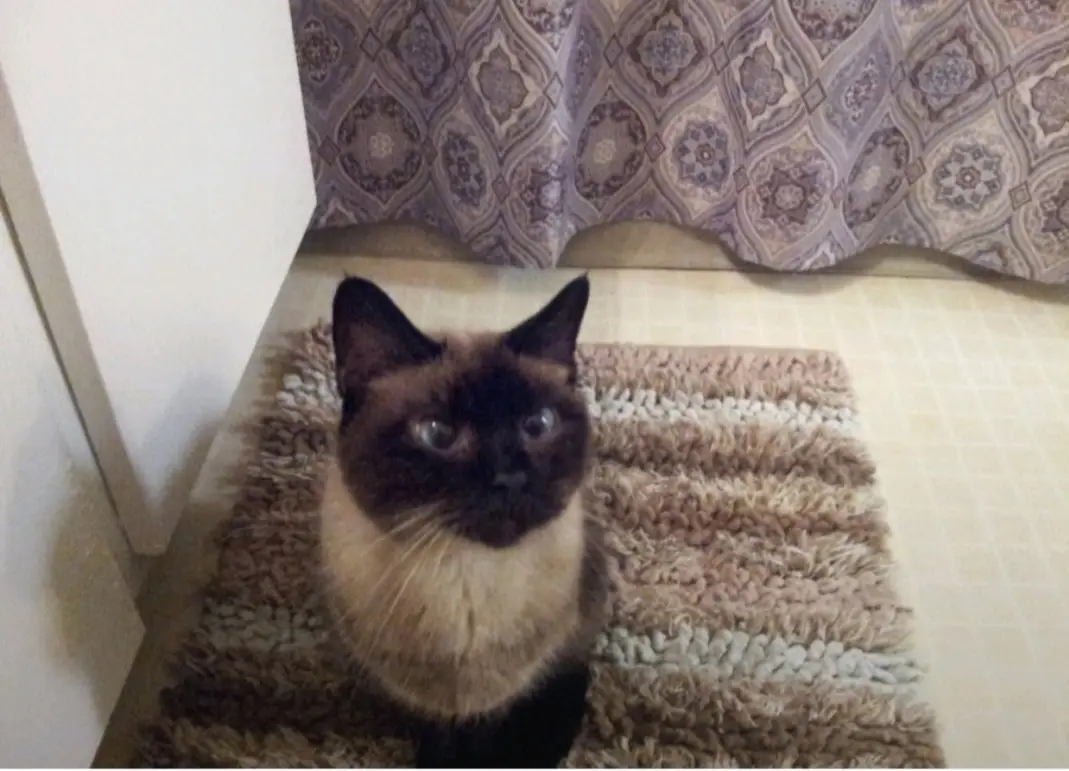 Shadow - original photo