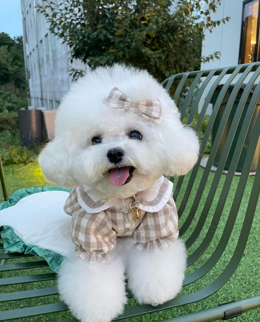 Cotton - original photo